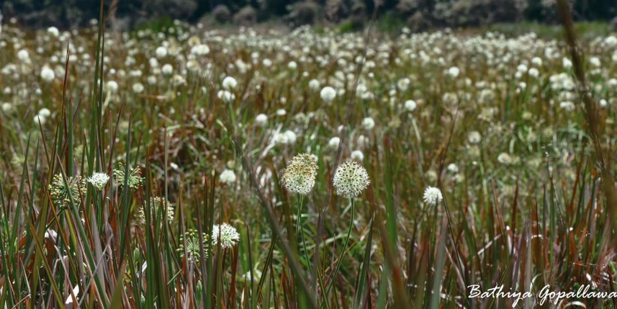 Allium hookeri Thwaites